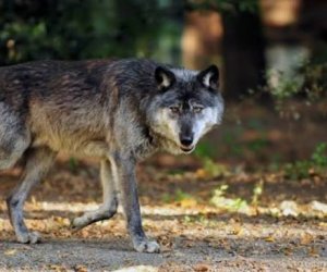 Волки атаковали кюрдамирское село, растерзаны 16 голов скота