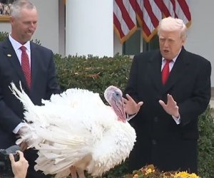 Tramp iki hinduşqanı otelə gətizdirərək onları əfv edib