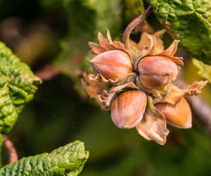 Azərbaycanın meşə fındığı ixracının dəyəri 124,5 milyon manata yüksəlib