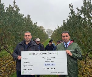 Bu il ölkədə meyvə bağı üzrə 700 min manatdan çox sığorta ödənişi verilib