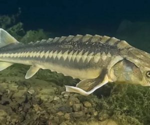 Прикаспийские страны продлили на 2026 год запрет на вылов осетров