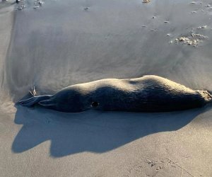 Xəzər sahilində yenidən ölü suitilər aşkar edilib