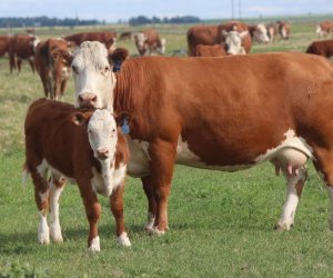 Naxçıvanda süni mayalanma ilə buzov istehsalı 4,5% artıb