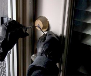 Ev və mağazalardan silsilə oğurluqlar edən şəxs saxlanılıb