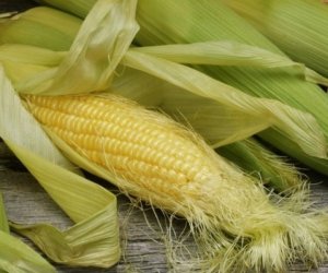 Azərbaycana qarğıdalı idxalında 44% azalma var