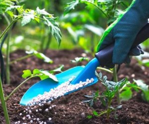 Azərbaycan gübrə idxalını artırıb