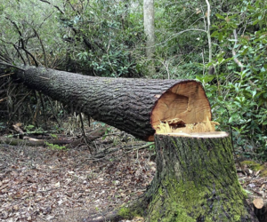 Yasamalda qanunsuz olaraq ağaclar kəsilib