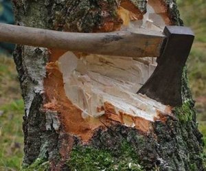 Массовая вырубка зеленых насаждений выявлена в нескольких районах Азербайджана