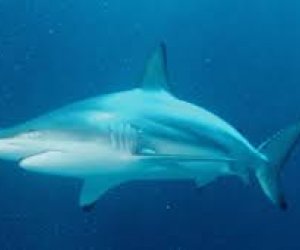 Shark nearly bites off tourist’s fingers in the Maldives
