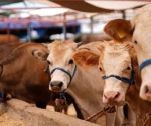 
Azərbaycan Gürcüstan heyvanlarının tranzitinə məhdudiyyətigötürdü