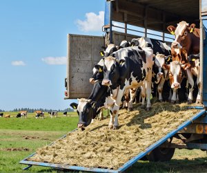 Азербайджан разрешил транзит скота из Грузии