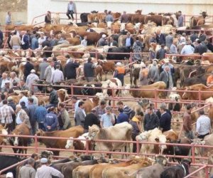 Обновленный Бардинский скотный рынок заработает в ближайшие дни