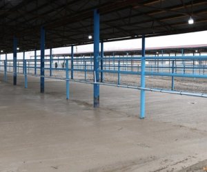 Bərdə heyvan satışı bazarı fəaliyyətini bərpa edib