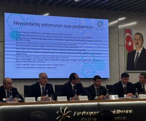 Zaur Əliyev : Azərbaycanda heyvandarlıq sektorunda sistemli problemlər qalıb