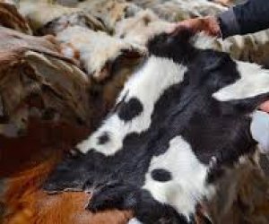 Gön-dərinin toplanması ilə bağlı çətinliklər var