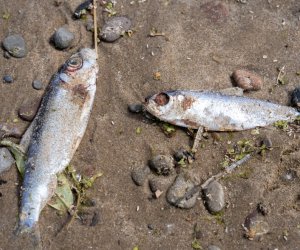 Azerbaijan drafts new fisheries law