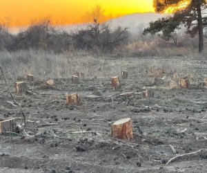 Dörd rayonda yaşıllıqlar qanunsuz kəsilib, təbiətə 300 min manata yaxın ziyan dəyib