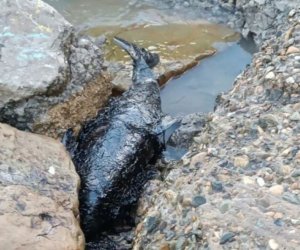 Сотни дельфинов погибли от разлива мазута