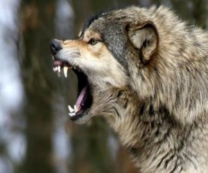 Şəkidə canavarın hücumu nəticəsində 5 nəfər xəsarət alıb