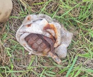 Xəzər rayonunda əl qumbarası aşkar edilib - Video