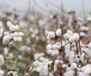 Azərbaycanda pambıq üzrə orta məhsuldarlıq müstəqillik dövrünün rekorduna çatıb