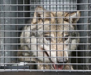 В Японии эвакуировали посетителей зоопарка из-за сбежавшего волка