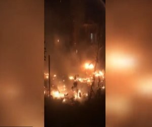 Bakıda ağaclıq sahədə yanğın baş verib - Video