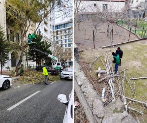 Сильный ветер в Баку повалил деревья