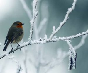 Завтра в ряде районов Азербайджана ожидается до 10&deg; мороза и гололед