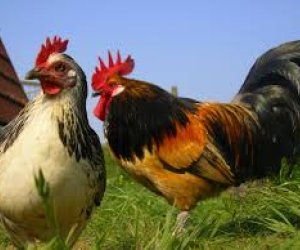 Azərbaycan bir sıra ölkələrdən heyvan və quş ətinin idxalına qoyulan qadağanı qaldırıb