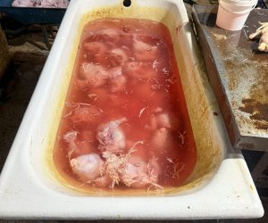 Xırdalanda toyuqları rəngləyib satıblar