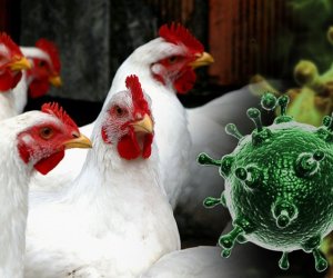 İsraildə "quş qripi" aşkarlanıb