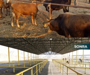 Новые скотные рынки в Шемахе и Гейчае