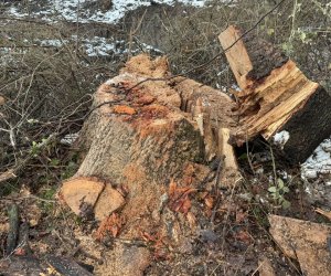 Oğuzda palıd ağaclarını kəsən şəxs saxlanılıb