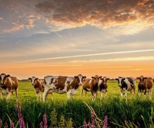 Gürcüstan Azərbaycana mal-qara satışından gəlirini 3 dəfəyə yaxın artırıb