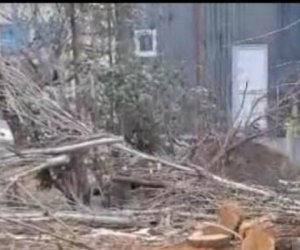 Tovuzda ağaclarının qırılması ilə bağlı araşdırma aparılır