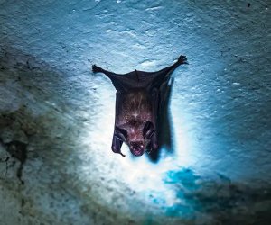 Hindistanda yeni ölümcül virus yayılıb