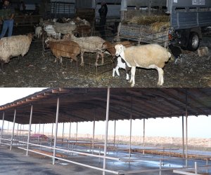 Biləsuvar heyvan bazarı yenidən fəaliyyətə başlayıb