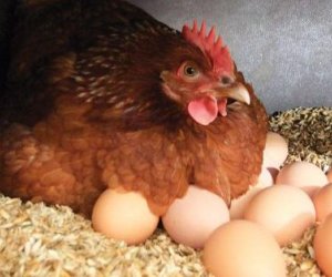 Azərbaycanda yumurtlayan toyuqların sayı azalıb