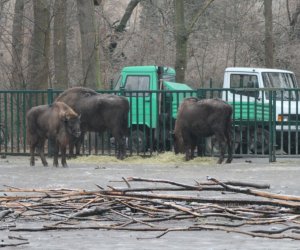 Германия отправила 18 зубров в Азербайджан в рамках программы реинтродукции