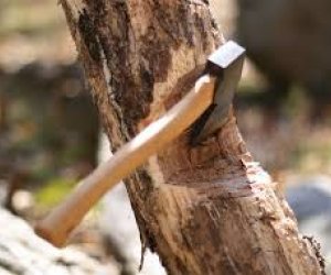 Ağacların qanunsuz kəsilməsi nəticəsində yaşıllıqlara 129 min manatdan çox ziyan dəyib