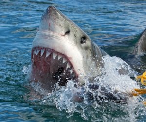 В Бразилии ребенок погиб из-за нападения акулы