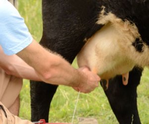 Азербайджан стал лидером по поставкам молока и сливок в Грузию в 2025 году