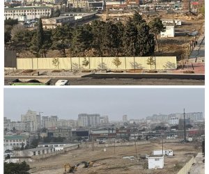 Bakı şəhərində çoxillik ağacların kəsilməsi ilə bağlı iki nəfər saxlanılıb