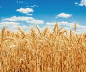 Azerbaijan&rsquo;s total grain production rises by 3% last year