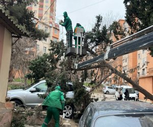 Güclü külək Bakıda 37 ağacı sındırıb