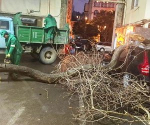 
Bakıda iki gündə 78 ağac sınıb