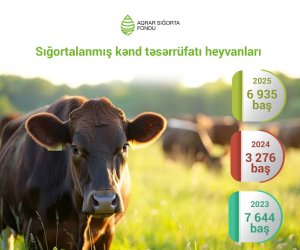 Insured livestock in Azerbaijan more than doubles in 2025