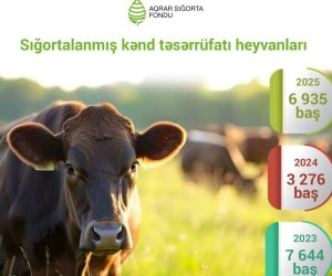 Число застрахованных сельскохозяйственных животных выросло более чем в два раза