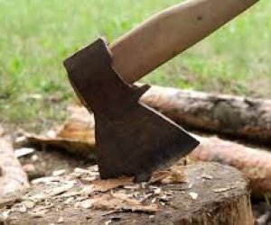 Ущерб зеленым насаждениям Баку от незаконной вырубки составил около 26 тыс. манатов